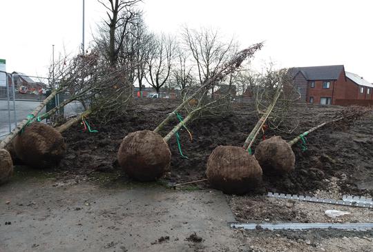 Tree planting in West Gorton